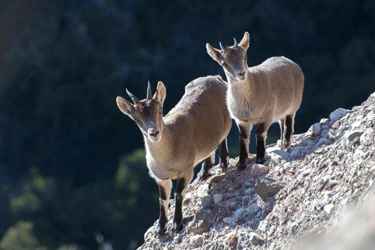 Xalet De La Muntanya El Brucmontserrat Экстерьер фото